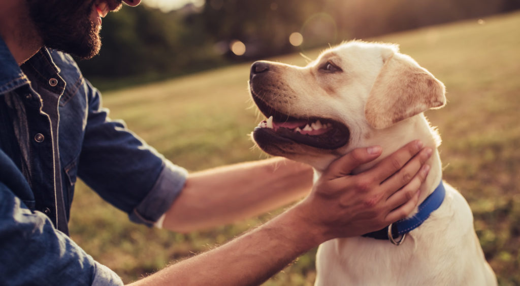 Keep Your Pets Calm with CBD Oil