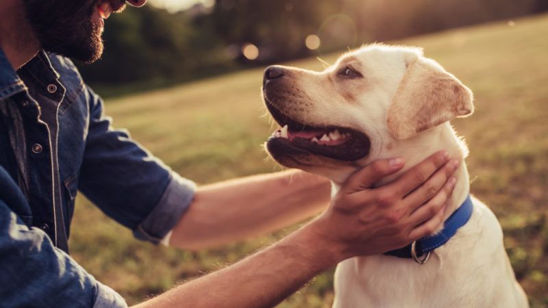 Keep Your Pets Calm with CBD Oil