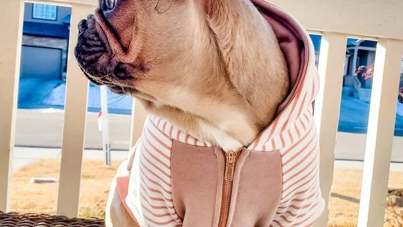 Frenchie Dog-  Get A Stunning Collection Of Doggy Outfits For Your Pooch