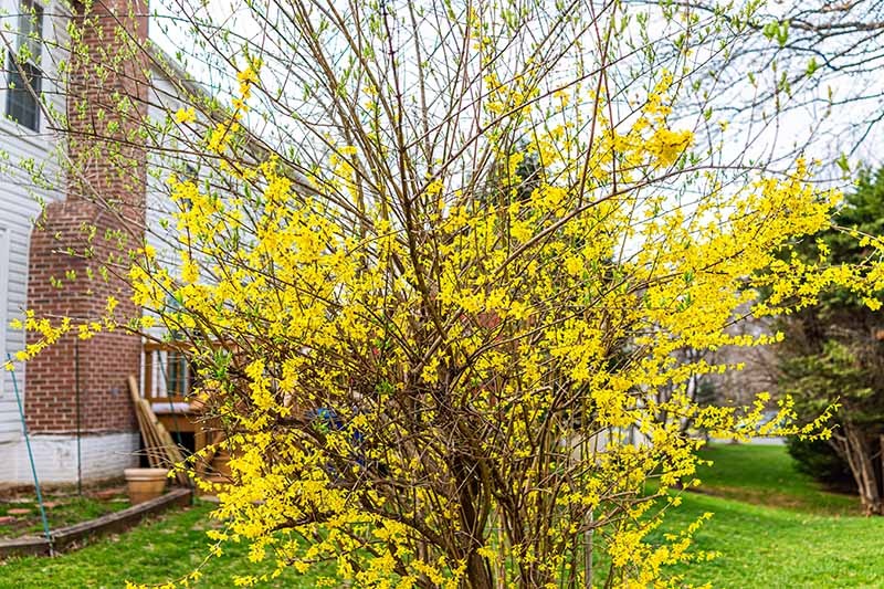 Forsythia & lilac bushes appreciate good pruning