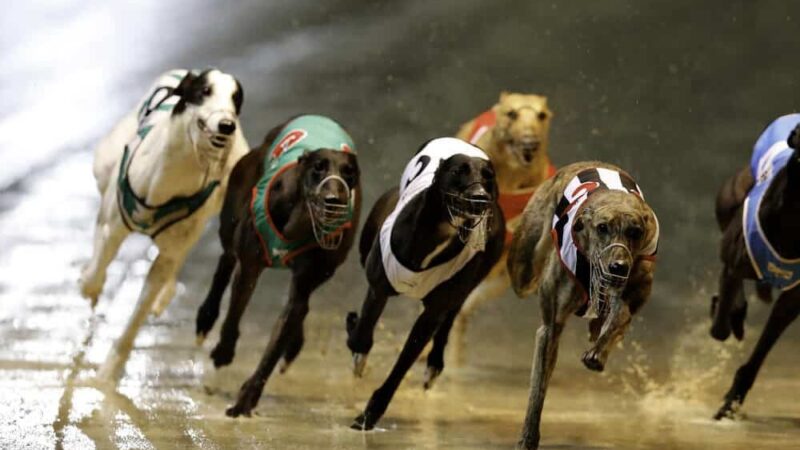 The Basics of Greyhounds Racing Betting