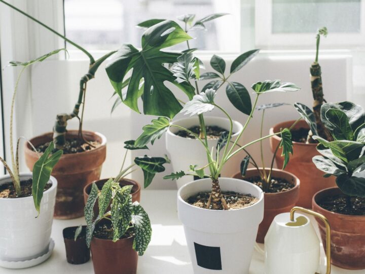 The Rise of Branded Plant Containers: How Businesses Amplify Their Green Image